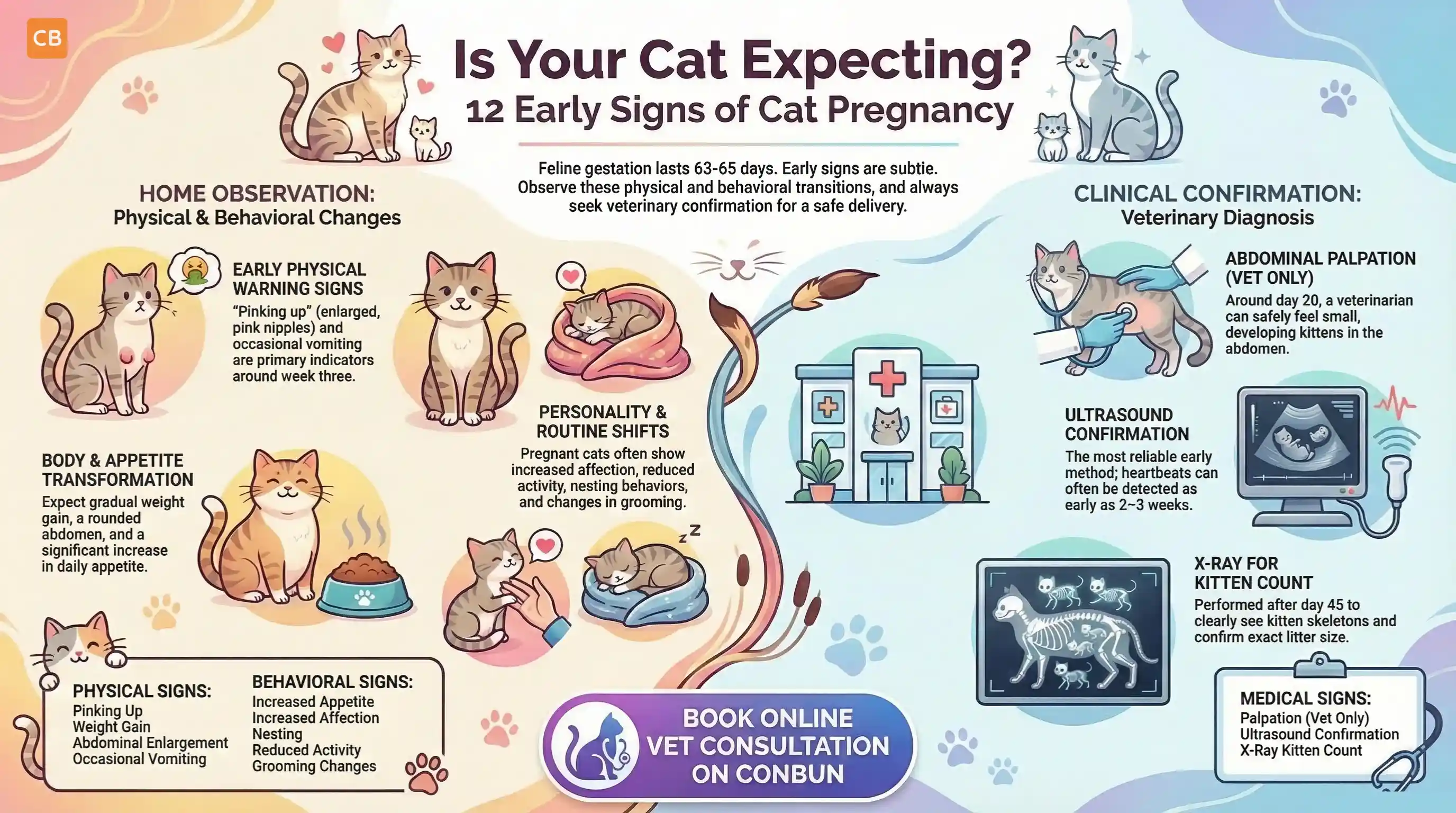 Is My Cat Pregnant? 12 Early Cat Pregnancy Signs